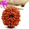 9 Mukhi Rudraksha (Navamukhi Rudraksha)