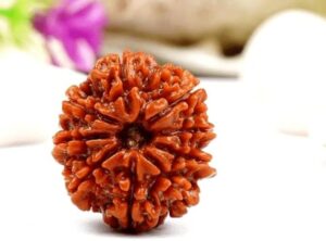 9 Mukhi Rudraksha (Navamukhi Rudraksha)