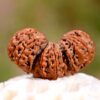 3 Mukhi Rudraksha (Trimukhi Rudraksha)