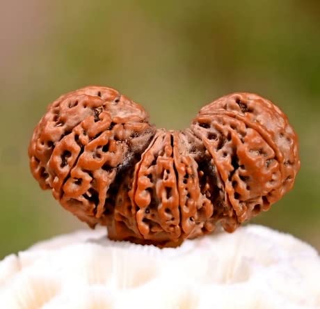 3 Mukhi Rudraksha (Trimukhi Rudraksha)