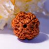 5 Mukhi Rudraksha (Panchmukhi Rudraksha)