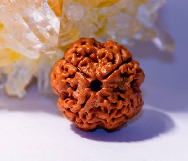 5 Mukhi Rudraksha (Panchmukhi Rudraksha)