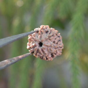 7 Mukhi Rudraksha (Saptamukhi Rudraksha)