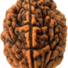 2 Mukhi Rudraksha (Dwimukhi Rudraksha)