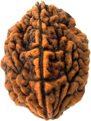 2 Mukhi Rudraksha (Dwimukhi Rudraksha)