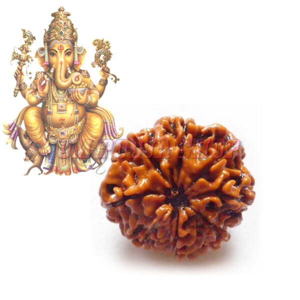 8 Mukhi Rudraksha (Ashtamukhi Rudraksha)