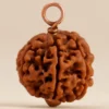 6 Mukhi Rudraksha (Shanmukhi Rudraksha)