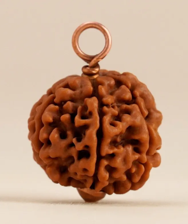 6 Mukhi Rudraksha (Shanmukhi Rudraksha)