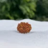 12 Mukhi Rudraksha (Dwadashmukhi Rudraksha)