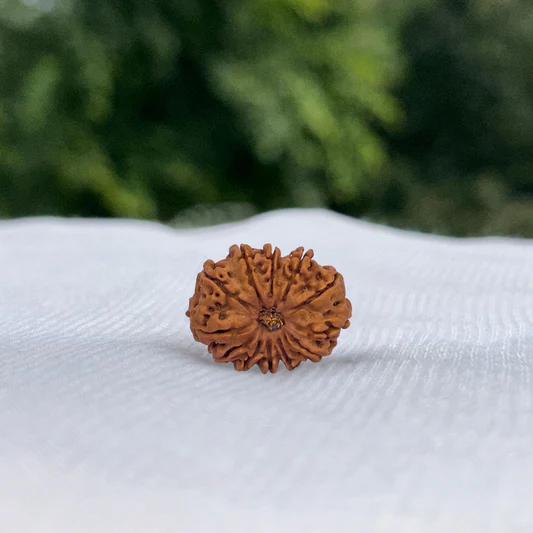 12 Mukhi Rudraksha (Dwadashmukhi Rudraksha)