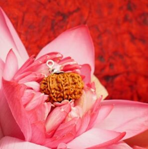 11 Mukhi Rudraksha (Ekadashmukhi Rudraksha)