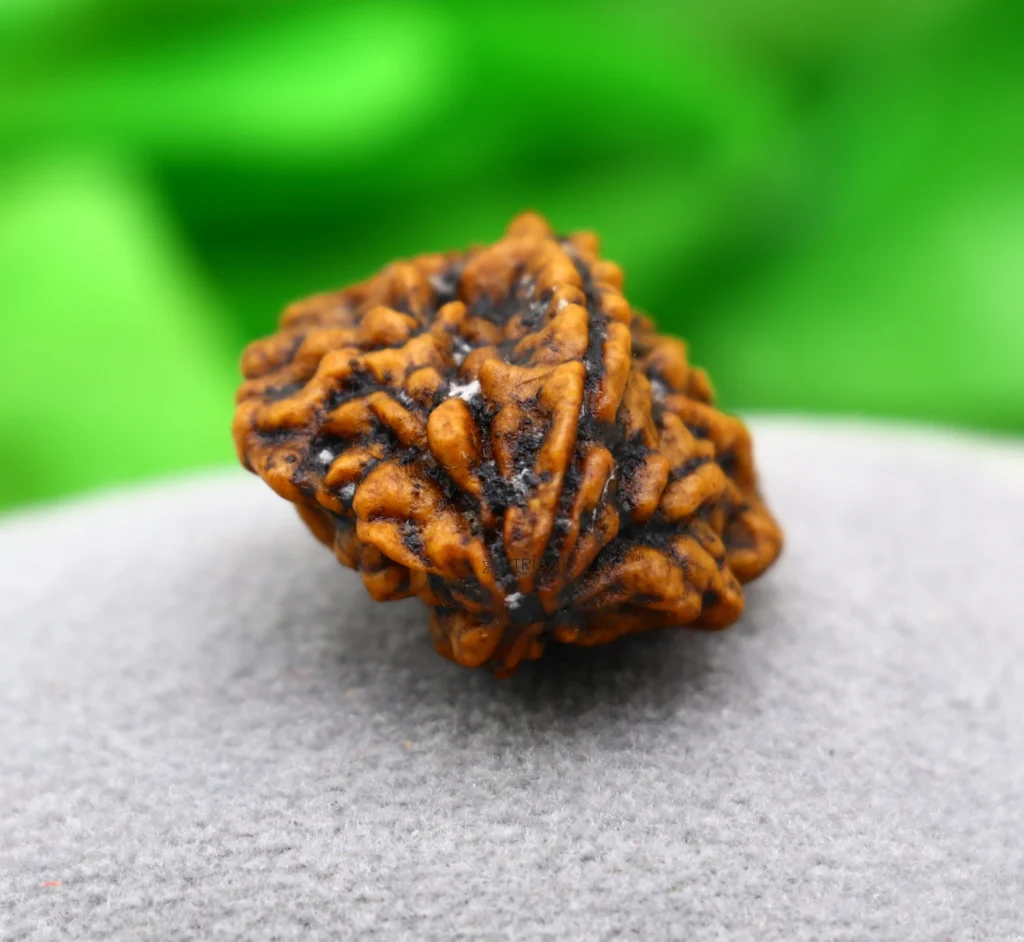 10 Mukhi Rudraksha (Dashmukhi Rudraksha)